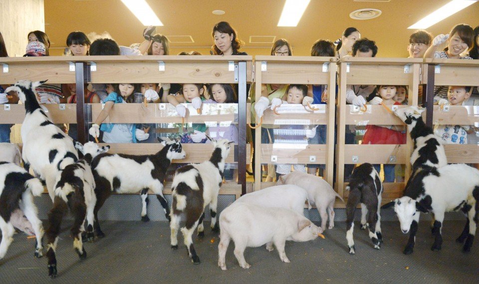 🍓 이즈미 만남 농업마을 (이즈미 후레아이 노노 사토) 이미지 6